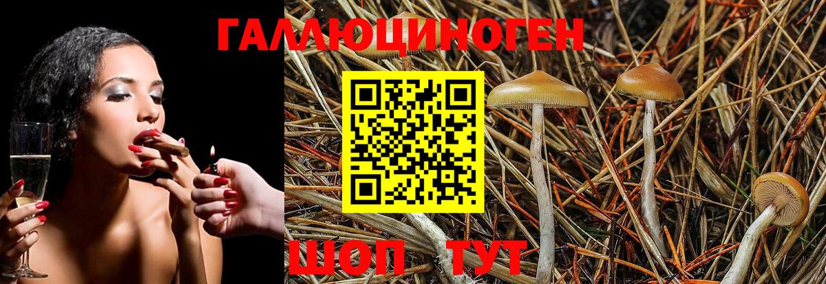 Малгобек  Псилоцибиновые грибы Psilocybine cubensis  Вход с VPN 